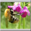 Bombus pascuorum - Ackerhummel 07.jpg
